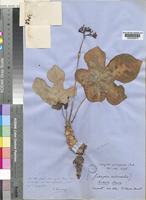 Jatropha podagrica Hook. [family EUPHORBIACEAE]