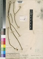 Euphorbia tirucalli L. [family EUPHORBIACEAE]