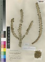 Isotype of Euphorbia persistentifolia Leach [family EUPHORBIACEAE]
