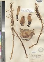 Isotype of Aloe eylesii Christian [family ALOACEAE]