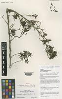 Holotype of Coprosma elegans Utteridge [family RUBIACEAE]