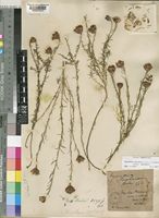 Vernonia bainesii Oliv. & Hiern subsp. bainesii [family COMPOSITAE]
