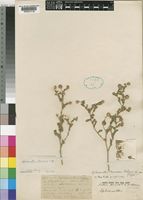 Type of Sphaeranthus brounae Robyns [family COMPOSITAE]