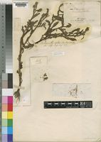 Sphaeranthus africanus L. [family COMPOSITAE]