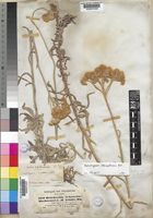 Helichrysum hochstetteri Sch.Bip. [family COMPOSITAE]