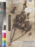 Isotype of Eucalyptus nutans F.Muell. [family MYRTACEAE]