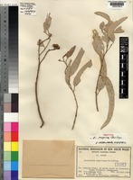 Isotype of Eucalyptus tropica Cambage ex Maiden [family MYRTACEAE]