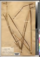 Andropogon chinensis (Nees) Merrill [family POACEAE]