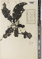 Isotype of Pavetta holstii K.Schum. [family RUBIACEAE]