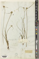 Lipocarpha chinensis (Osbeck.) Kern [family CYPERACEAE]