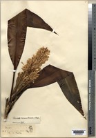 Type of Pleomele sarawakensis W.W.Sm. [family DRACAENACEAE]