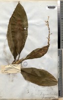 Type of Dracaena spicata Roxb. var. aurantiaca Wall. [family DRACAENACEAE]