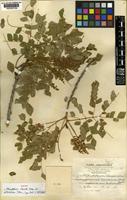 Isotype of Abarema alexandri ( Urban.) Barneby & J.W.Grimes var. alexandri [family LEGUMINOSAE-MIMOSOIDEAE]