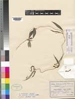 Ceropegia achtenii De Wild. var. adolfii (Werderm.) H.Huber [family ASCLEPIADACEAE]