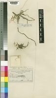 Mystacidium venosum Harv. ex Rolfe [family ORCHIDACEAE]