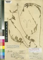 Isotype of Senecio kyimbilensis Mattf. [family COMPOSITAE]