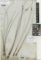 Lectotype of Juncus effusus L. var. gracilis Hook. [family JUNCACEAE]