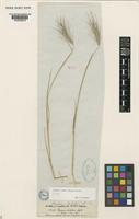 Isotype of Hordeum lechleri (Steud.) Schenck [family POACEAE]