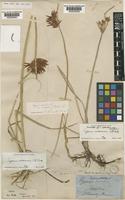 Syntype of Cyperus rotundus L. var. amaliae C.B.Clarke [family CYPERACEAE]