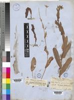 Alepidea peduncularis Steud., A.Rich [family UMBELLIFERAE]