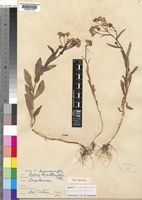 Senecio leucanthemifolius Poir. var. casablancae J.C.M.Alexander [family COMPOSITAE]