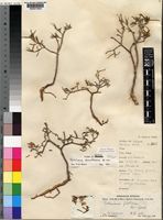 Portulaca decorticans M.G.Gilbert [family PORTULACACEAE]