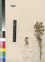 Type of Erica rhodantha Guthrie & Bolus [family ERICACEAE]