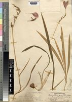 Type of Anomatheca grandiflora Baker [family IRIDACEAE]