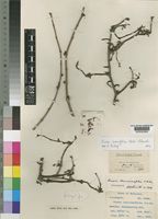 Isosyntype of Cissus lonicerifolius C.A.Sm. [family VITACEAE]