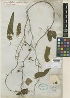 Holotype of Passiflora nepalensis Wall. [family PASSIFLORACEAE]