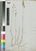 Poa binata Nees [family POACEAE]
