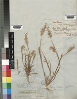 Ehrharta pusilla Nees ex Trin. [family POACEAE]