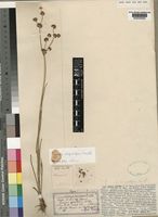 Juncus oxycarpus E.Mey. ex Kunth [family JUNCACEAE]