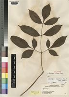 Holotype of Gonatopus clavatus Mayo [family ARACEAE]