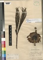 Holotype of Amorphophallus mildbraedii K.Krause [family ARACEAE]