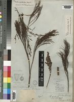 Restio quadratus Mast. [family RESTIONACEAE]