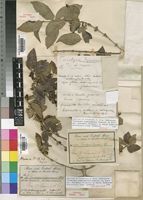 Syntype of Tricalysia niamniamensis Schweinf. ex Hiern var. djurensis (Schweinf. ex Hiern) Robbr. [family RUBIACEAE]