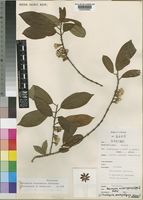 Sericanthe burundensis Robbr. [family RUBIACEAE]