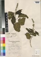 Croton talaeporos Radcl.-Sm. [family EUPHORBIACEAE]