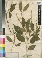 Croton sylvaticus Hochst. [family EUPHORBIACEAE]