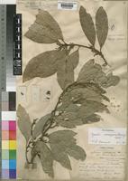 Xymalos monospora (Harv.) Baill. ex Warb. [family MONIMIACEAE]