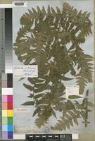 Type of Lonchitis natalensis Hk. [family DENNSTAEDTIACEAE]