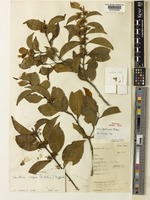 Holotype of Psydrax faulknerae Bridson [family RUBIACEAE]