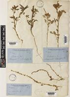 Type of Amaranthus rhombeus R.Br. [family AMARANTHACEAE]