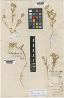 Isotype of Gomphrena cunninghamii (Moq.) Druce [family AMARANTHACEAE]