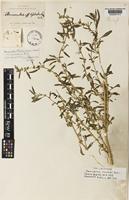 Isolectotype of Amaranthus clementii Domin [family AMARANTHACEAE]