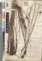 Cyperus solidifolius Boeck [family CYPERACEAE]