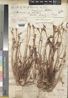 Type of Boöphone disticha (L.f.)Herb. [family AMARYLLIDACEAE]