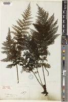 Type of Trichomanes apiifolium C.Presl [family HYMENOPHYLLACEAE]