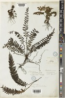 Trichomanes atrovirens (C.Presl) Kunze [family HYMENOPHYLLACEAE]